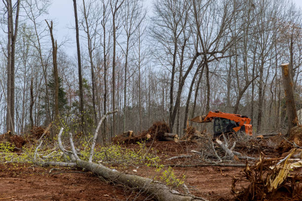 Tree and Shrub Care in Mexia, TX