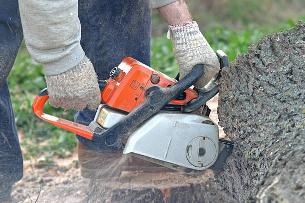 How Our Tree Care Process Works  in  Mexia, TX